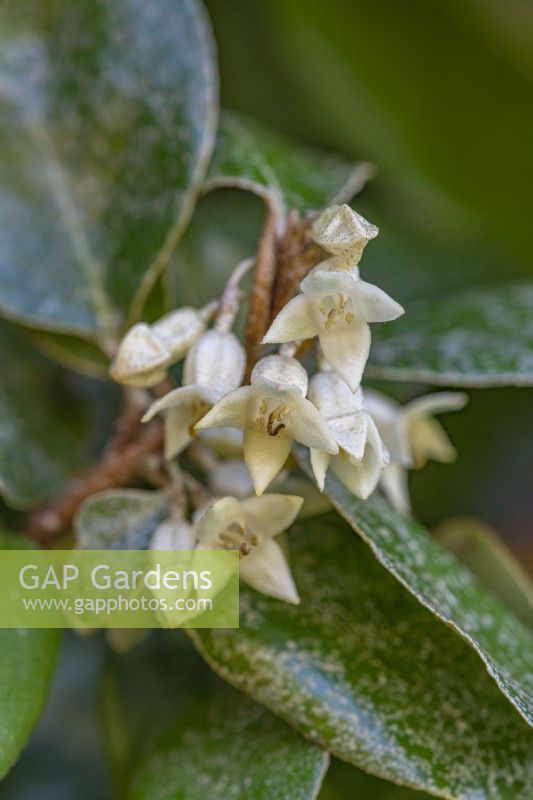 Elaeagnus pungens flowering in Autumn - October