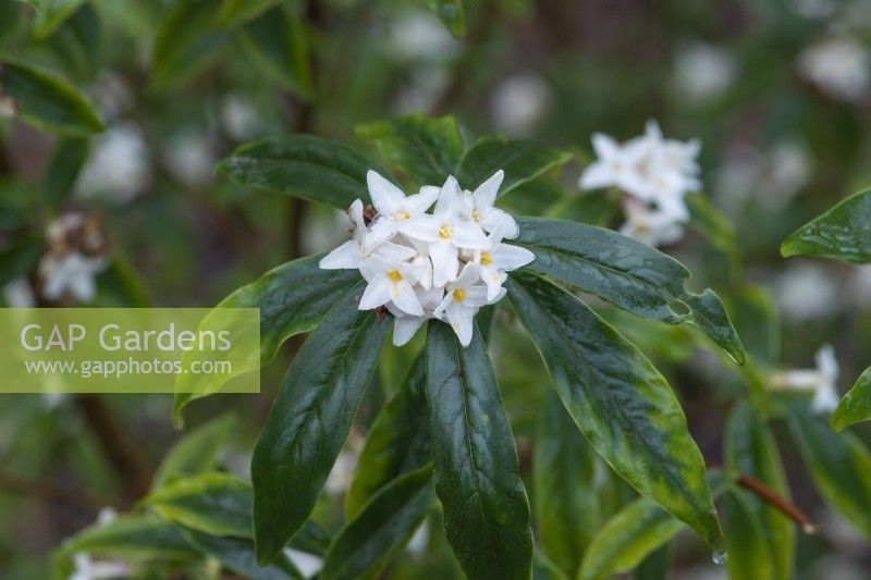 Daphne bholua 'Hazel Edwards', a shrub with leathery dark green leaves and, in winter, clusters of richly fragrant white flowers