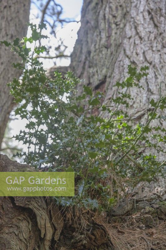 Ilex aquifolium syn. holly growing in fork of main trunk of Champion Pinus radiata syn. Monterey pine.