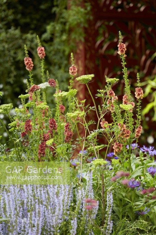 Verbascum 'Petra' and Cenolophium denudatum in border with Salvia Nemerosa 'Crystal Blue'. May. Summer.