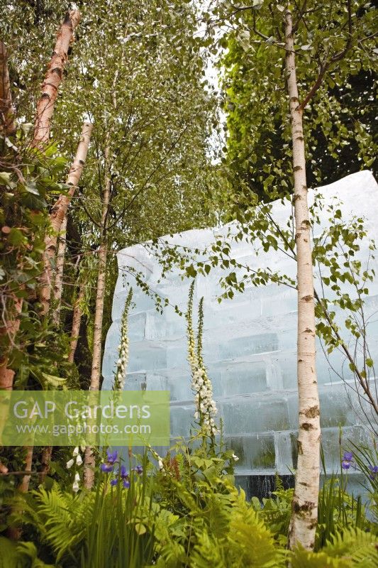 The Plantman's Ice Garden. Designer: John Warland. Woodland garden planting with ferns, digitalis and birch trees. The central block of ice  contains a bank of rare seeds that will disperse as it melts. RHS Chelsea Flower Show 2022. Silver Gilt medal.