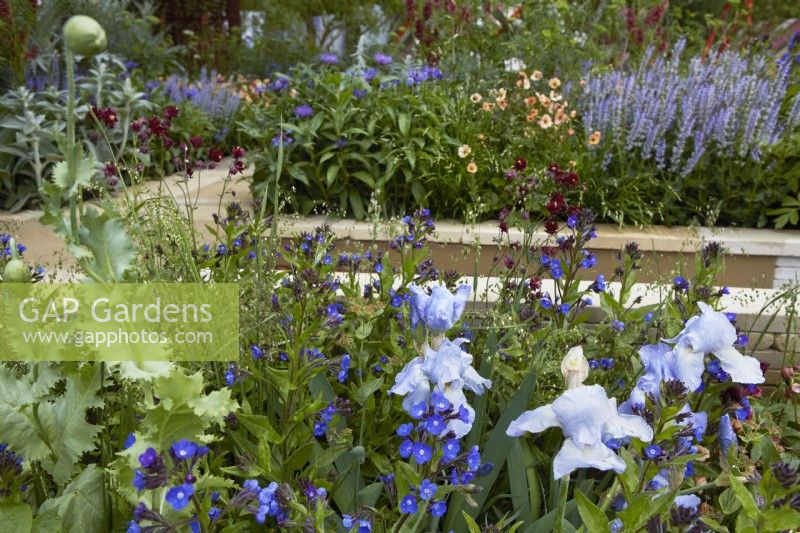 Morris  and  Co. Garden. Designer: Ruth Willmott. RHS Chelsea Flower Show 2022. Gold Medal. Raised beds predominantly planted with blue flowers including Saliva 'Blue Hills', , Centaurea montana, Aquilegia 'Ruby Port', Iris 'Jane Philips', Anchusa 'Loddon Royalist', geum and Briza media grass. Summer. May.