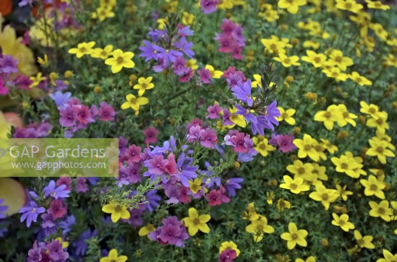 Well planted and maintained bedding display performing well into October - Exmouth, Devon, UK