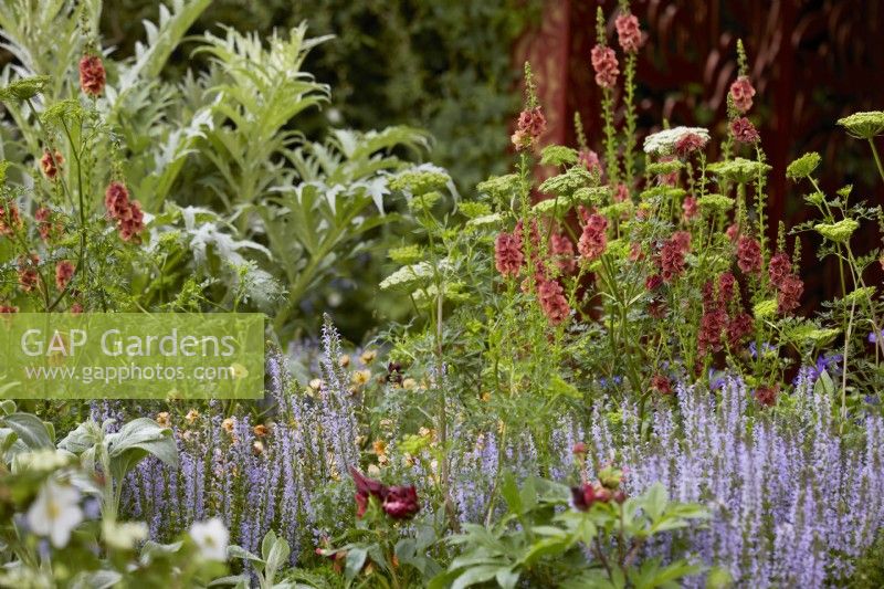 Verbascum 'Petra' in border with Cenolophium denudatum, Cynara cardunculus and Salvia Nemerosa Crystal Blue'. May. Summer.