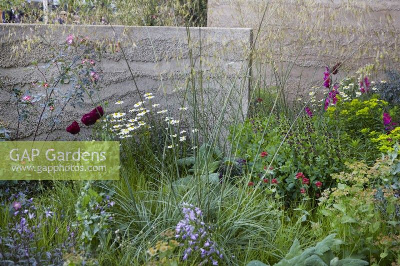 The Mind Garden. Designer: Andy Sturgeon. Sculptural walls dividing areas of the garden. With soft mixed planting of grasses, poppies and Oxeye Daisy. RHS Chelsea Flower Show 2022. Gold Medal.