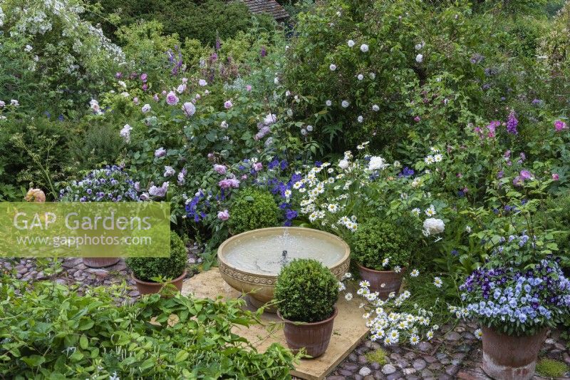 A bubbling bowl water feature is flanked by box balls, pots of violas, hardy geraniums, foxgloves and roses.