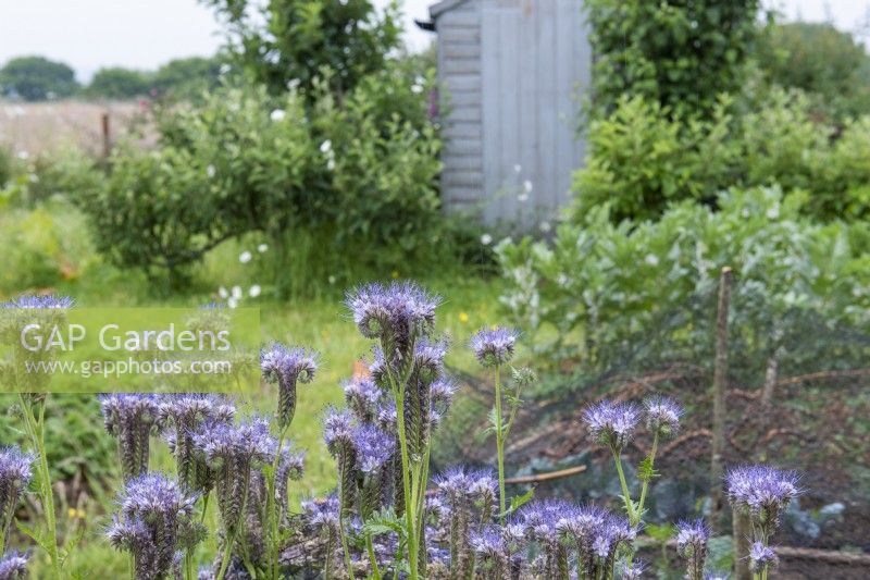 The blue flowers of Phacelia tanacetifolia, a quick growing hardy annual flowering from June.