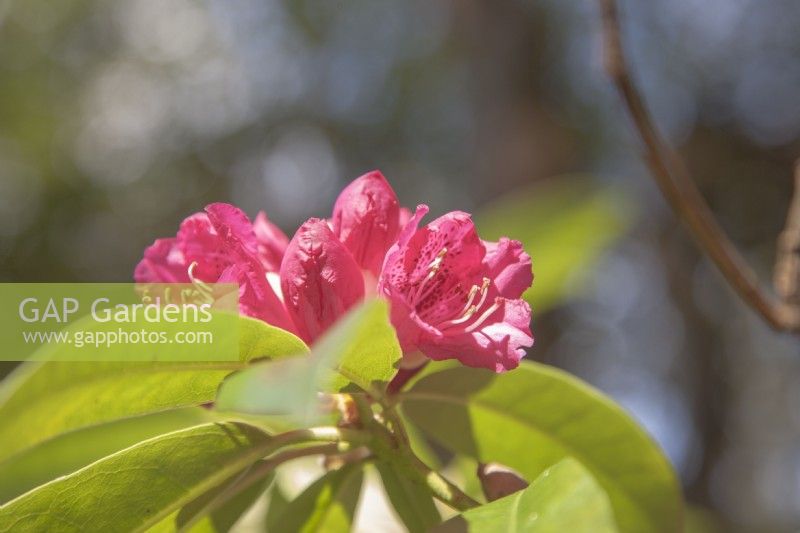 Rhododendron arboreum - May