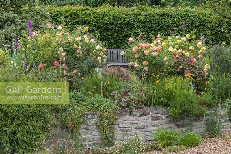 Above a gravel garden, a border planted with yellow Rosa 'The Poet's Wife' and orange Rosa 'Lady of Shalott'.