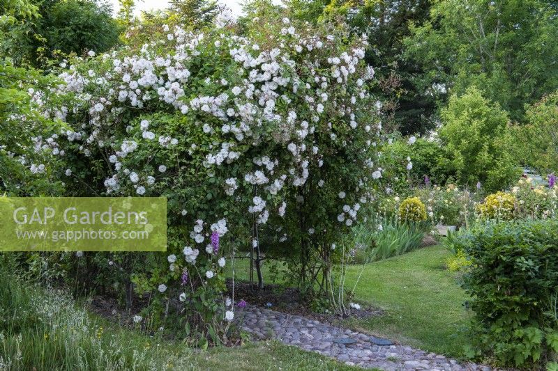 A pergola dripping with Rosa 'Adelaide d'Orleans'.