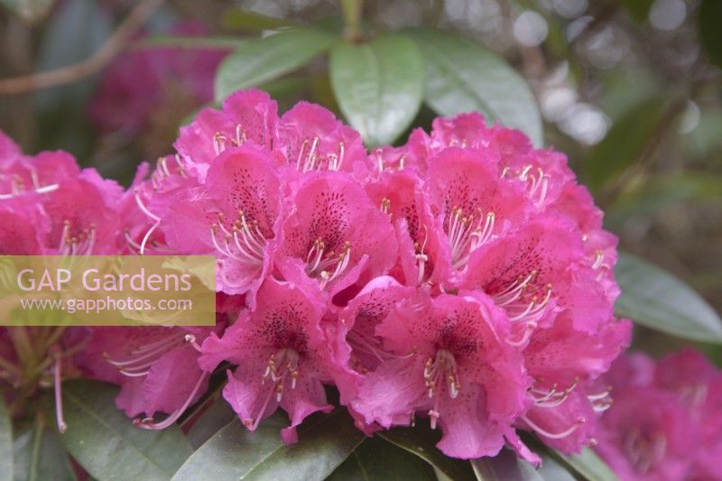 Rhododendron arboreum.