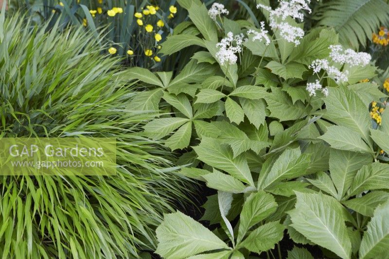 Rodgersia podophylla and Hakonechloa. Foliage textures. May. Summer.