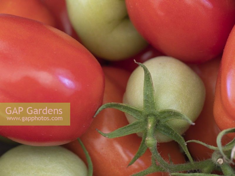 Harvest of Roma plum tomatoes.