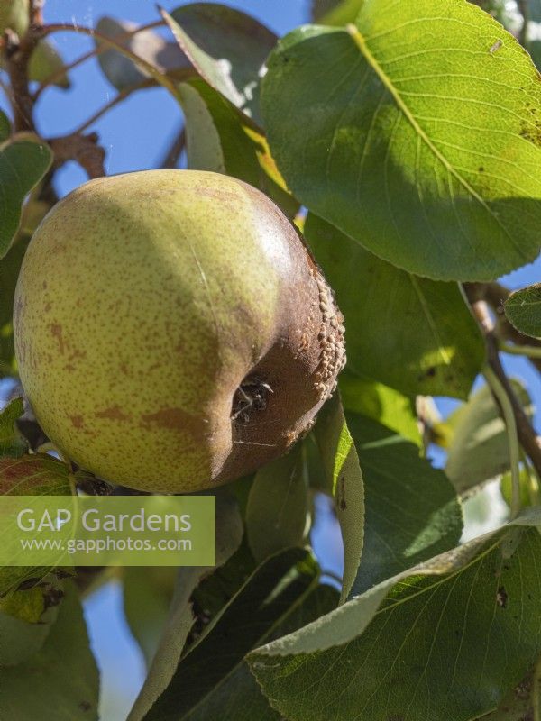 Pear on tree - showing Monilinia fructicola fungus infection - brown rot