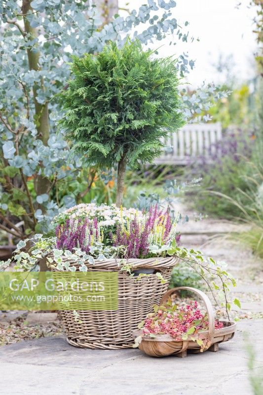 Wicker container planted with Cupressocyparis Leylandii, Caluna vulgaris, Chrysanthemums and Ivy 'Hedera' next to a trug containing Rosehips