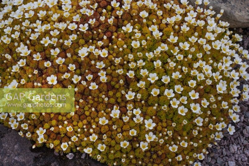 Saxifraga 'Cloth of Gold'