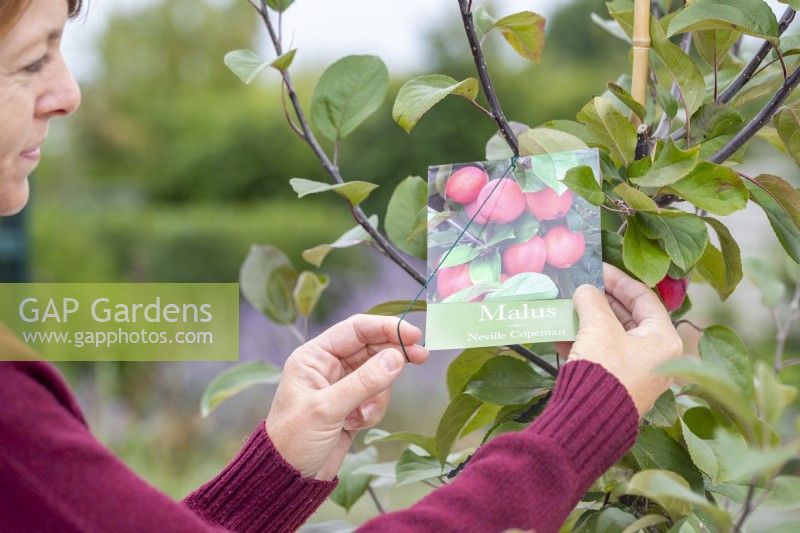 Woman removing label from Malus 'Neville Copeman' - Crab apple