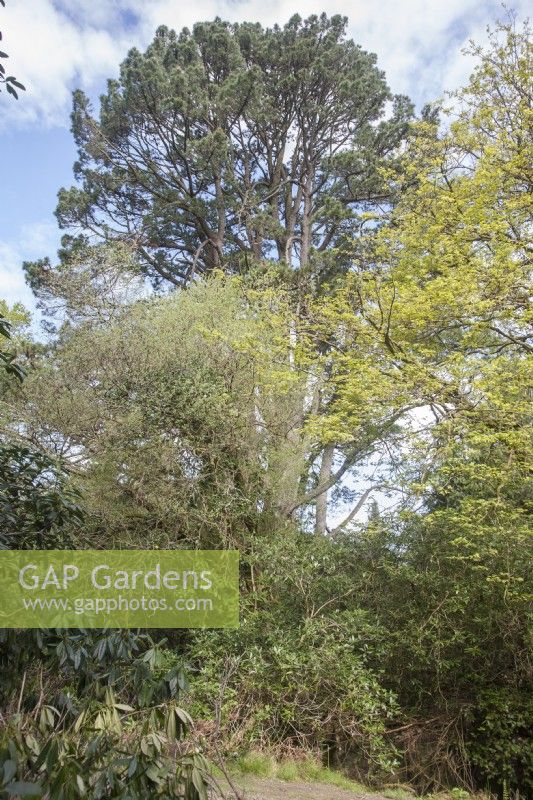 View in spring woodland towards Champion Pinus radiata syn. Monterey pine. Deciduous trees. Rhododendrons. 