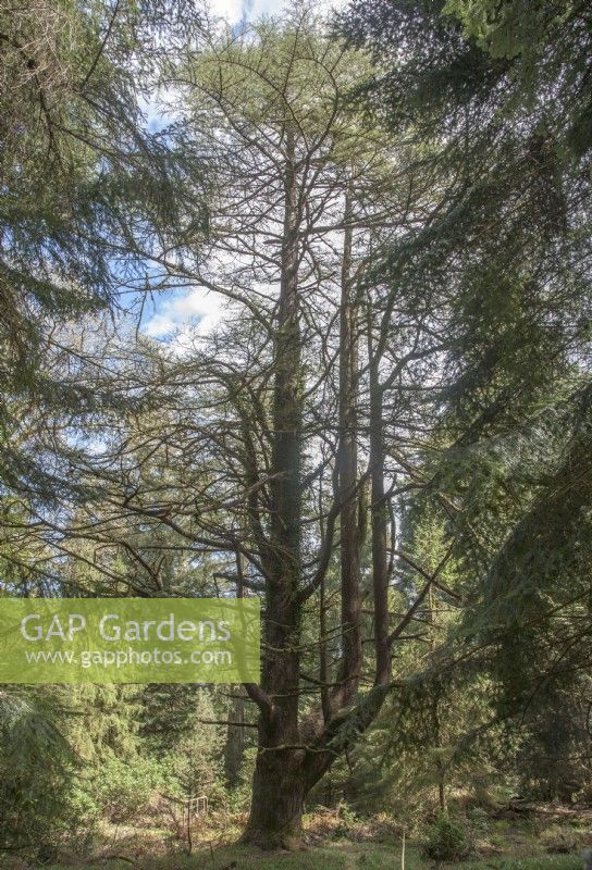 Cedrus libani - cedar of Lebanon - Spring. Pinetum