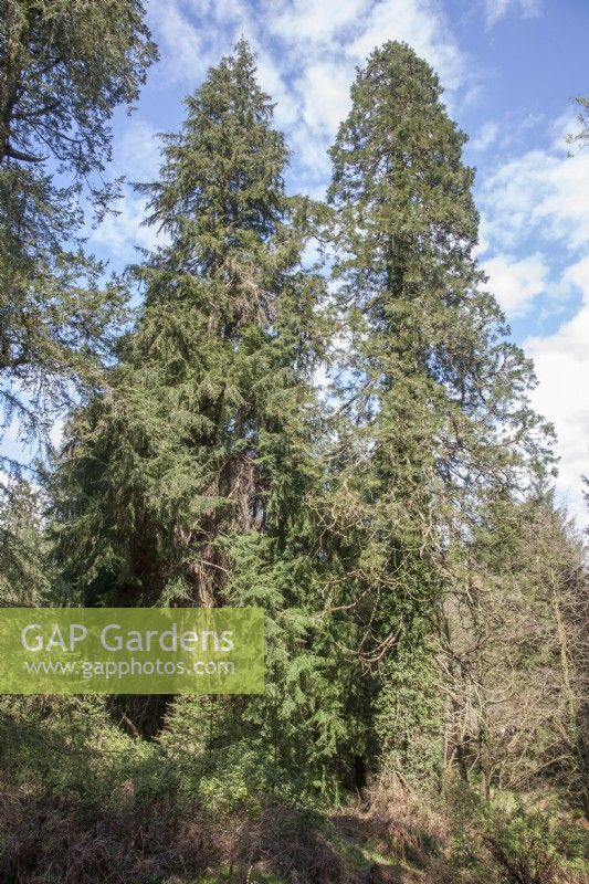 View in pinetum towards 2 Champion conifers. L-R: Tsuga heterophylla syn. western hemlock and Sequoiadendron giganteum.