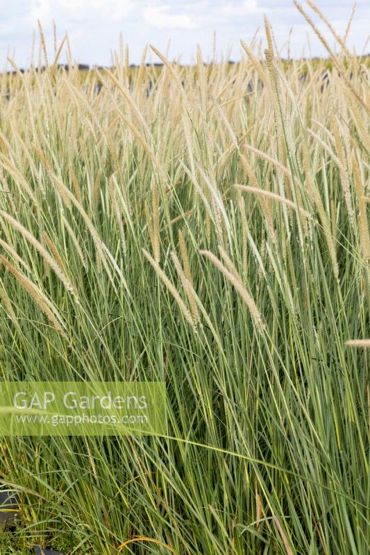 Pennisetum macrourum, summer August