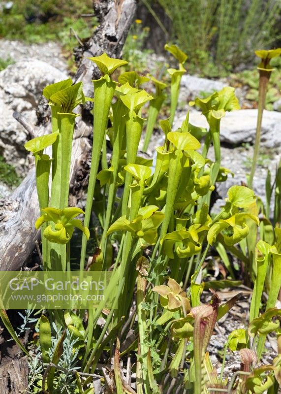Sarracenia flava, spring March