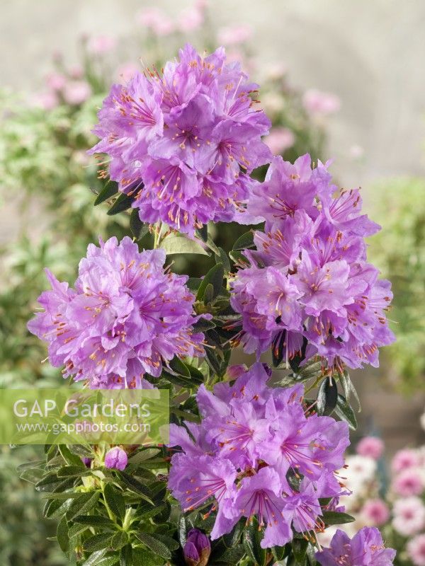 Rhododendron hippophaeoides Fimbriatum Group, spring May