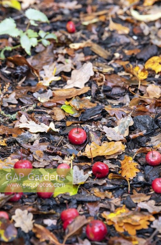 Malus 'Laura'- Crab apple fruit amongst autumn leaf litter