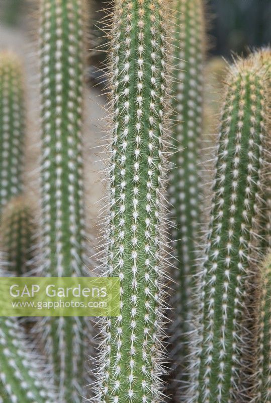 Oreocereus doelzianus - Cactus