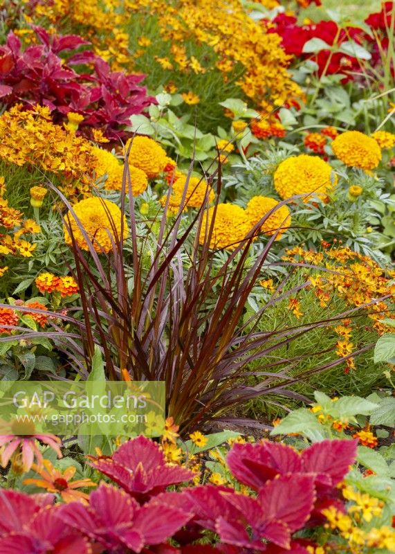 Planting with Pennisetum Rubrum, autumn September