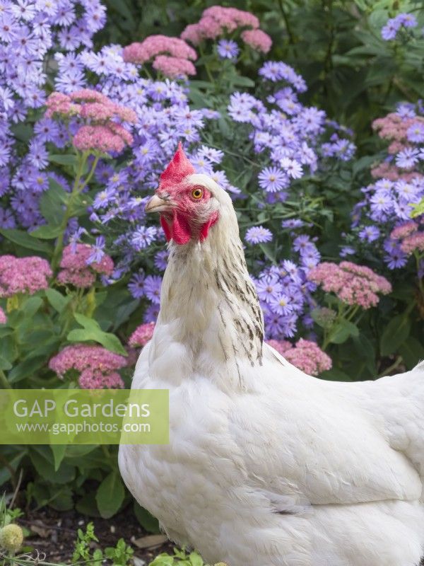 Sussex hen in garden with Symphyotrichum 'Little Carlow' and Sedum