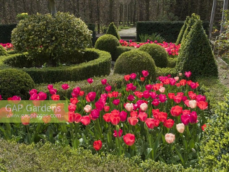 Tulipa Pink and red blends mixed in parterre garden with clipped box hedging