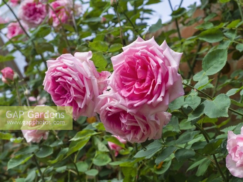 Rosa 'Columbian Climber'