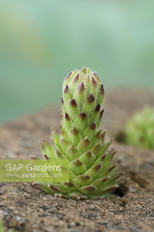 Sempervivum  Houseleek off-shoot growing in a brick with flower stem starting to grow  June
