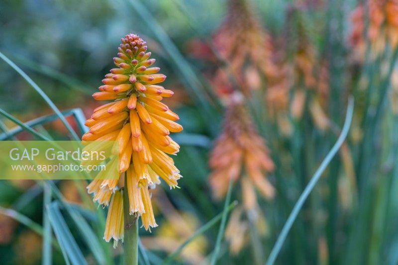 Kniphofia 'Poco Orange'