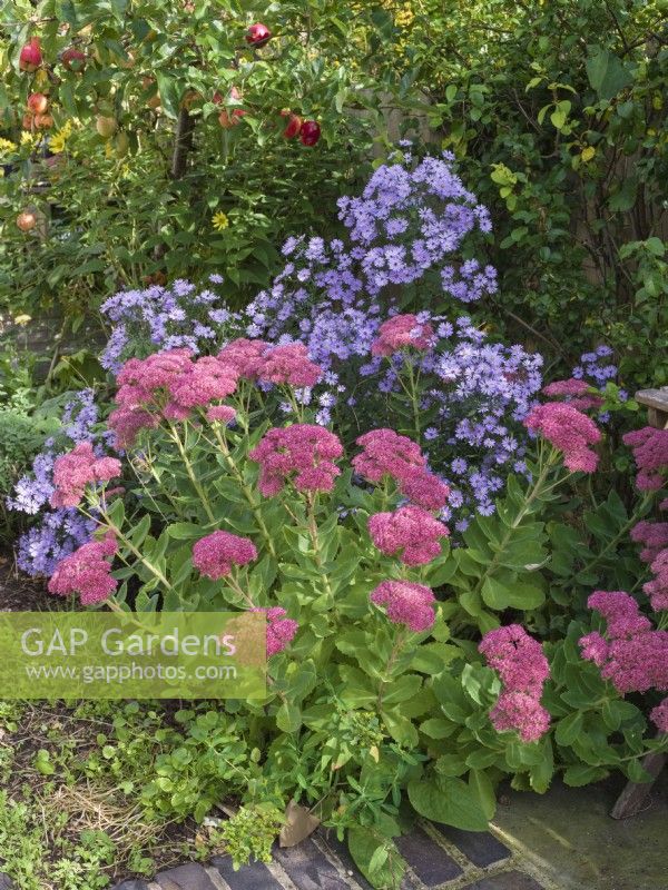 Sedum with Symphyotrichum 'Little Carlow'