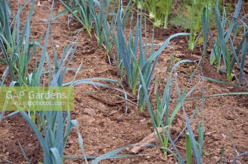 Changing climate with droughty summers and warm autumns allow late August transplanted leeks - Allium porrum -  to continue growing into early winter in mild localities. Shown 20 October.