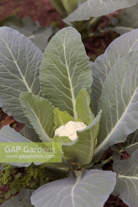 Cauliflower problems - Brassica oleracea Botrytis 'Barcelona' sown at an unsuitable time in mid July will only produce small heads of flowers during November