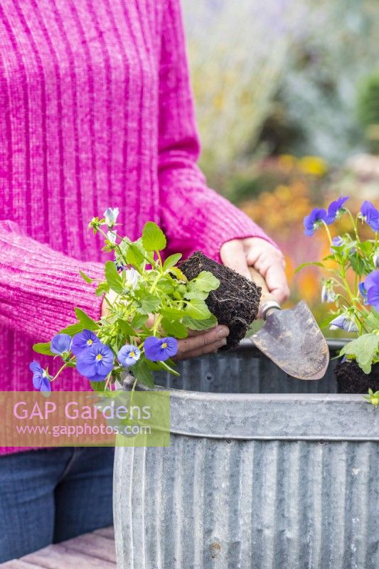 Woman planting violas in a metal container