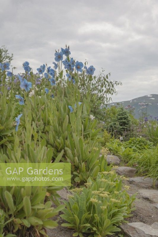 Meconopsis 'Lingholm' flowering in June within the Arctic Circle at sea-level.