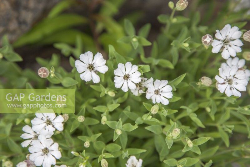 Saxifraga bronchialis ssp. spinulosa. June.