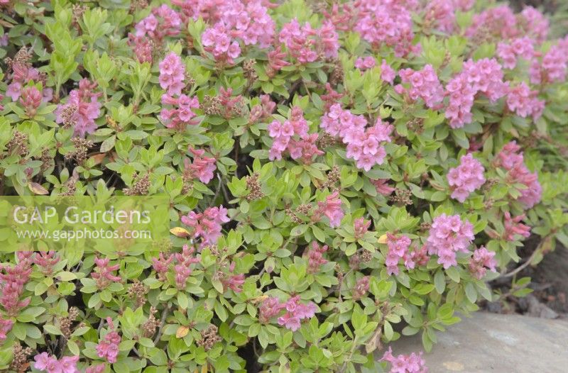 Pink, alpine Rhododendron ferrugineum syn. Alpenrose flowering in June within the Arctic Circle at sea-level.  