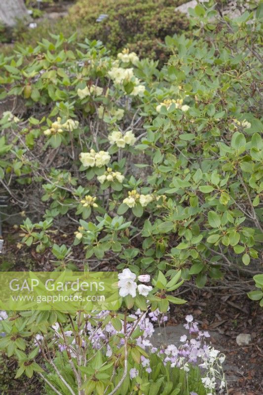 Rhododendron varieties flowering in June within the Arctic Circle at sea-level.  
White flowers of Rhododendron wardii var. puralbum opening from pink buds. Primula.  Yellow Rhododendron wardii.