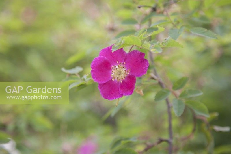 Deep-pink, fragrant Rosa pendulina 'Harstad'. Midsummer.