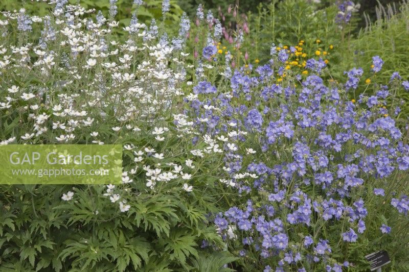 Perennial border at midsummer in the world's most-northerly Botanic Garden. Midsummer.

Blue Polemonium boreale x caeruleum. White Ranunculus aconitifolius.