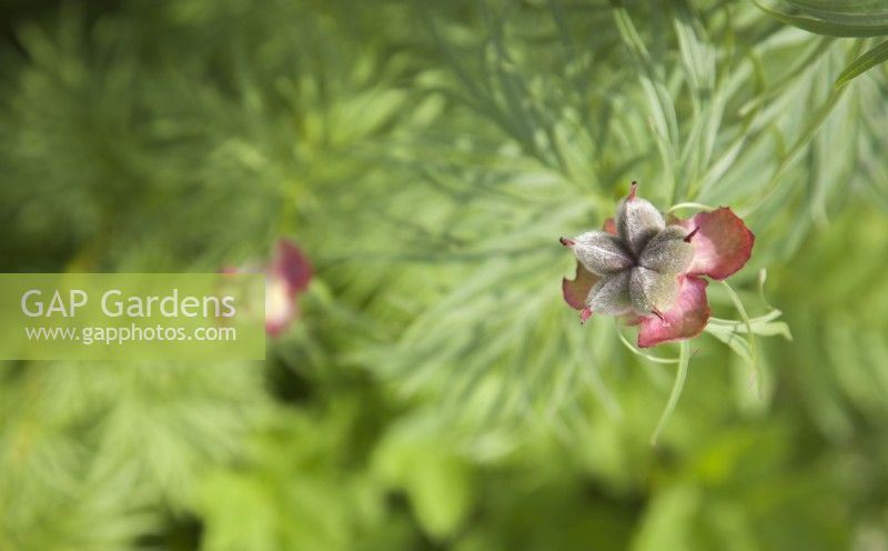 Seedheads of edible Paeonia anomola, regularly used in traditional medicine, flowering in June within the Arctic Circle at sea-level in Tromso Botanic garden. 