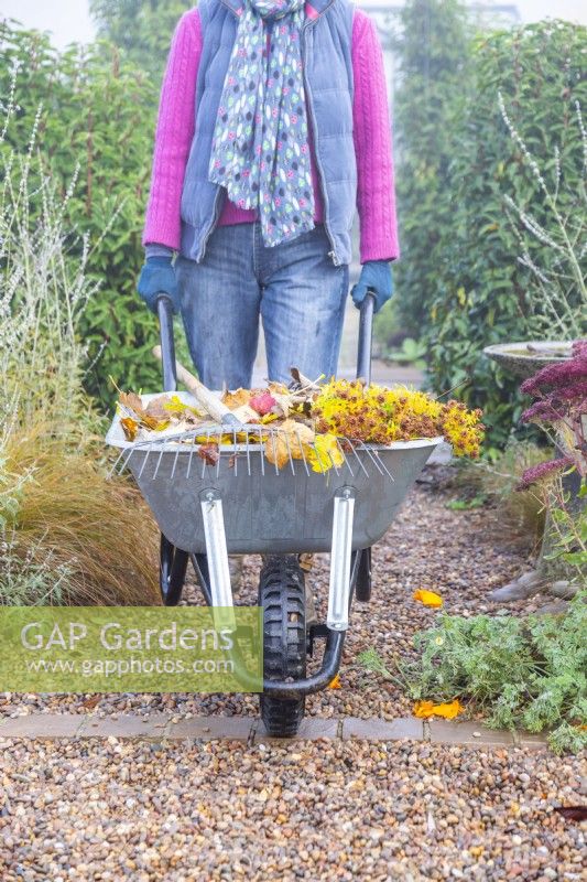 Woman pushing a wheelbarrow of dead leaves through the garden