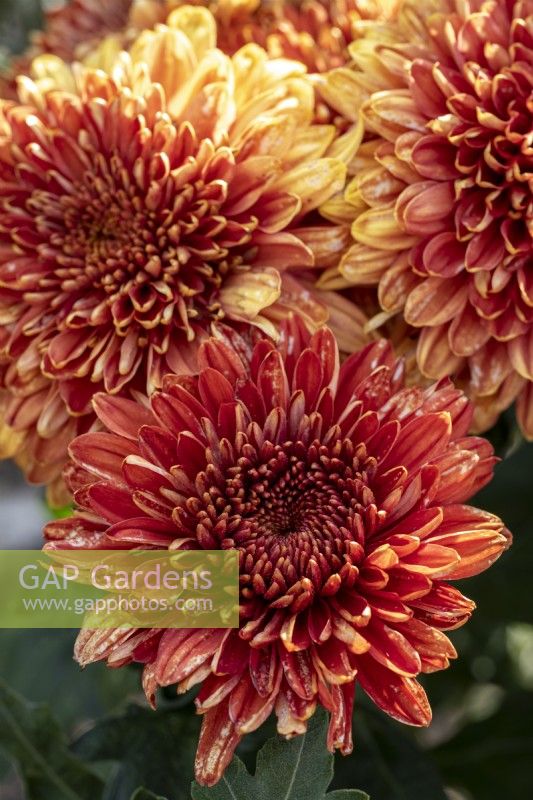 Chrysanthemum 'Gompie Red'