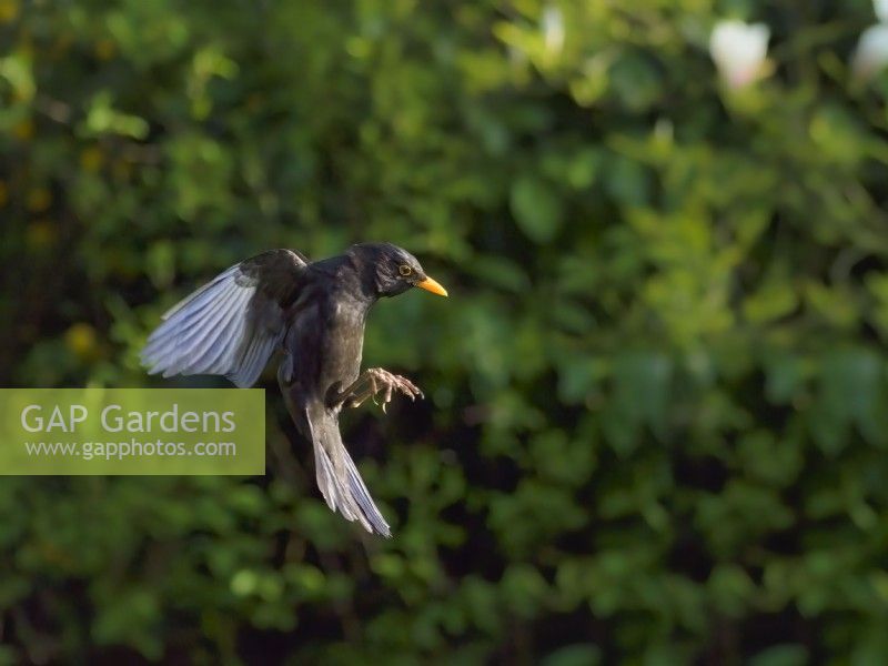 Turdus merula - Blackbird, male in flight