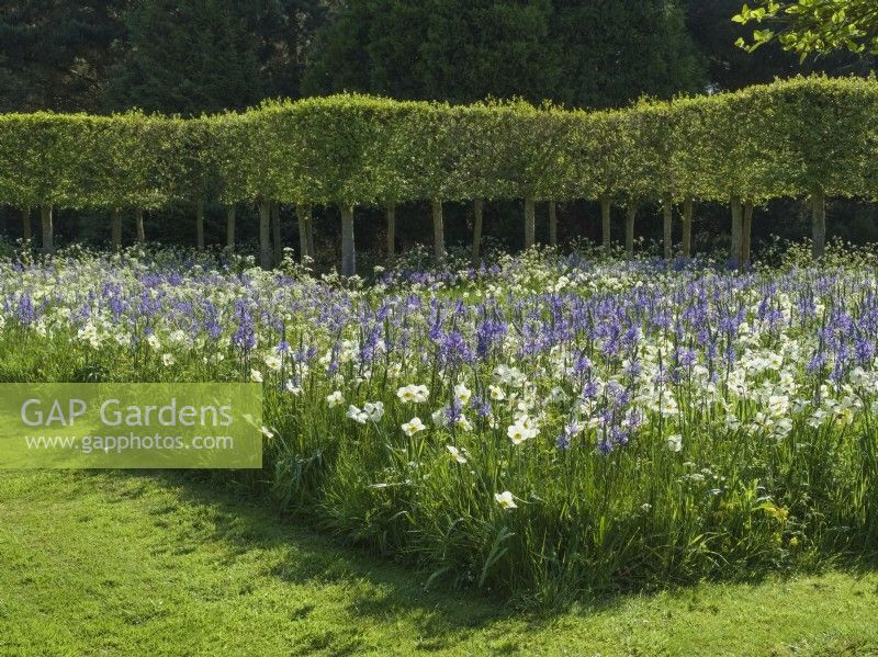 Camassia leichtlinii -Camassia lily and Narcissus poeticus Old Pheasant's Eye with clipped Italian Alder